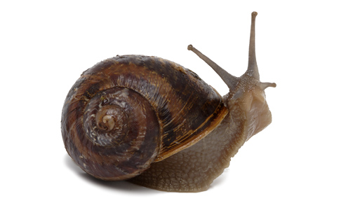 Garden Snails