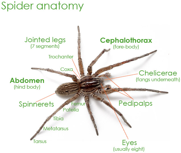 Wolf Spider Anatomy Diagram