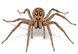 spiders minibeast wildlife