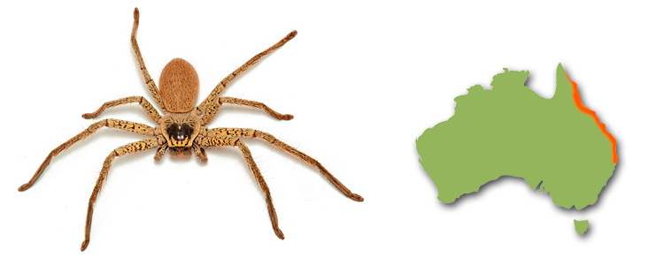 The Golden Huntsman (Beregama aurea) lives in north eastern Australia