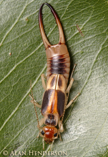 gidsel Stærk vind Downtown Earwigs - Minibeast Wildlife