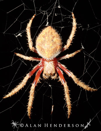 The golden orb-weavers web could be used to make bulletproof clothing -  Australian Geographic