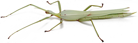 Stick Insect pictures gallery, Stick Insect pictures gallery, High quality Stick Insect photo