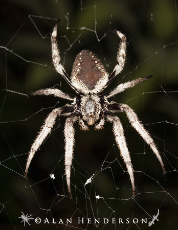 Grey garden orb-weavers are one of the many species in Australia