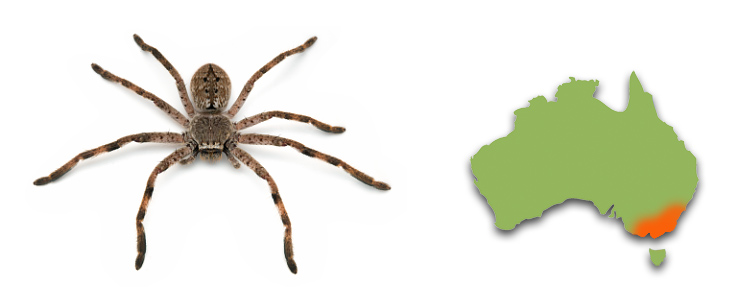 Isopedella victorialis distribution