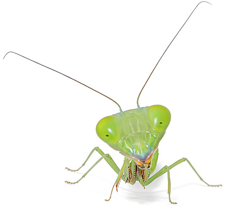 Have live insects at school like this praying mantis.