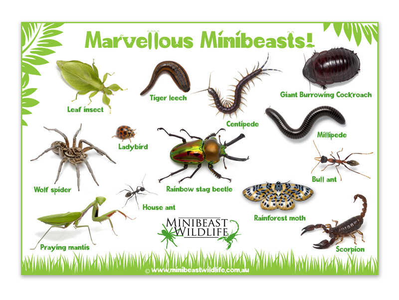 Minibeast Posters Minibeast Wildlife Minibeast Posters Minibeast Wildlife