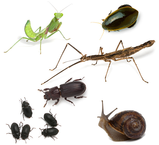 live insects for schools minibeast wildlife
