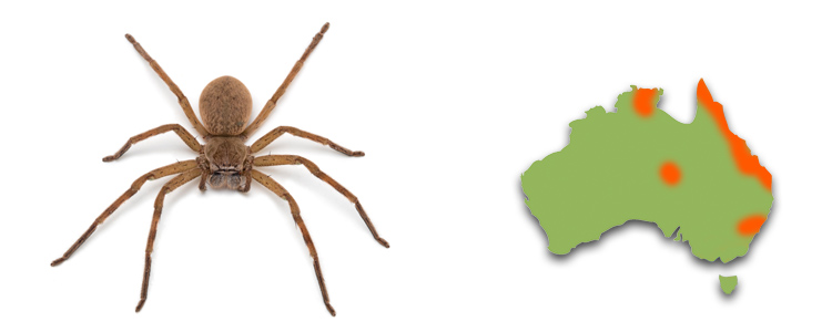 neosparassus-salacius-dist