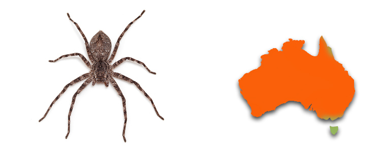 Pediana spp. distribution