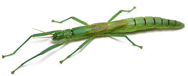 Peppermint stick insect