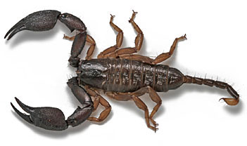 Rainforest scorpion