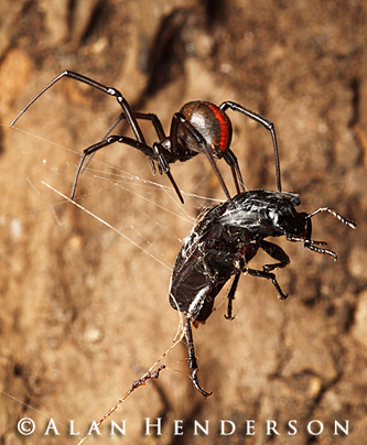 The Redback Spider