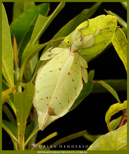 Phyllium monteithi - wild female found in Kuranda.
