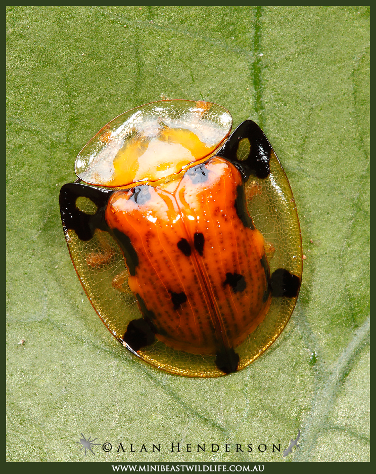 Beach Tortoise beetle - Aspidimorpha westwoodi