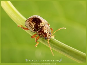 Beetle