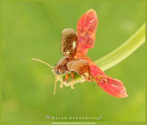 Beetle takeoff