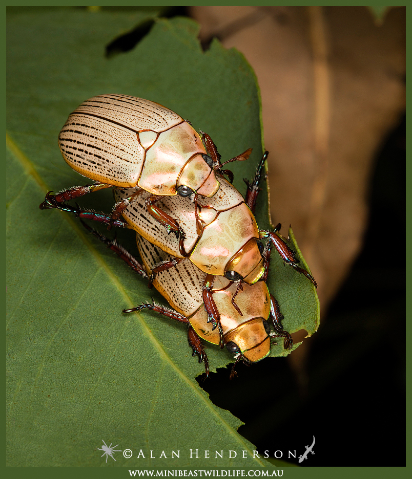 Christmas beetle threesome