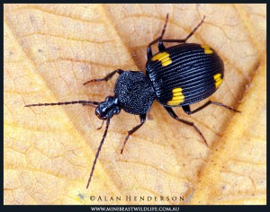 Ground Beetle, Craspedophorus species.