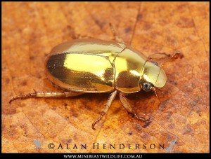Golden Christmas Beetle, Anoplognathus aureus