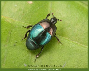 Saprinus species.