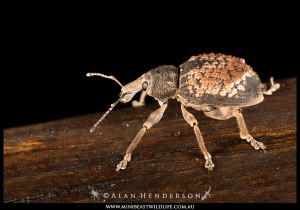 Weevil