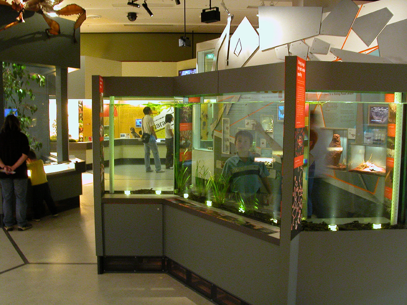 Live invertebrate displays at Melbourne Museum's Bugs Alive!