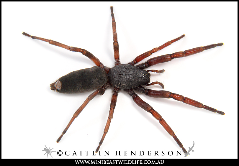 Do White Tail Spiders Cause Necrosis Putting Spider Bites To The