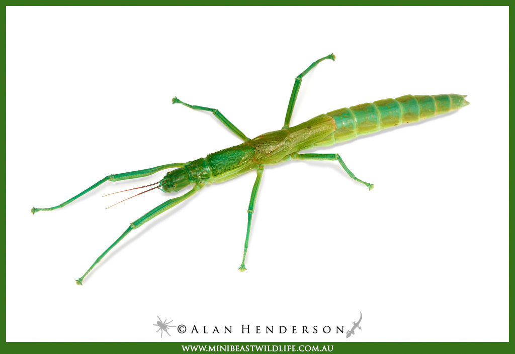 A Peppermint Stick Insect on a white background.