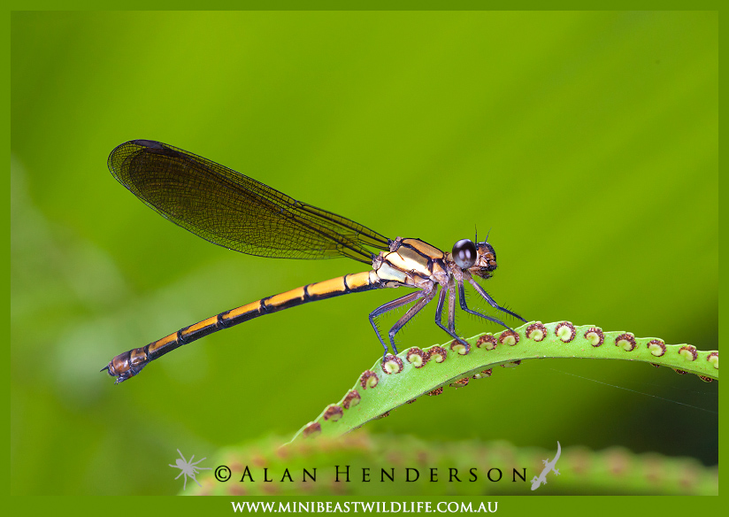 Macro Photography Minibeast Wildlife macro-photography-minibeast-wildlife