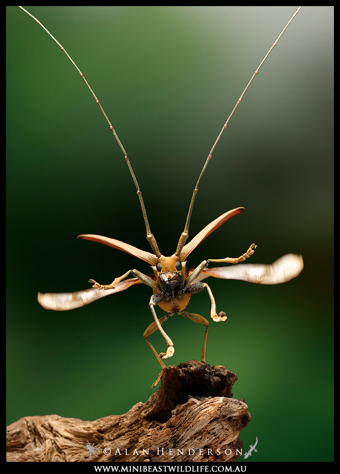 Macro Photography Minibeast Wildlife