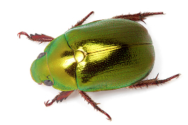 Christmas beetle 