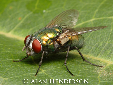 australian-sheep-blowfly