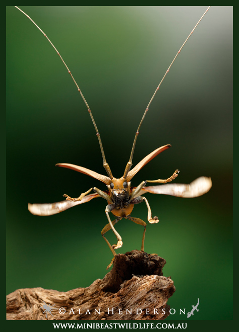 Longicorn beetle