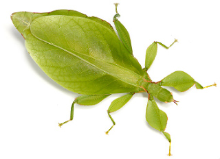 Australian Leaf Insect 