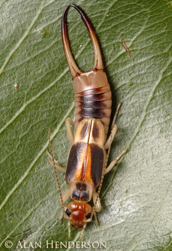 australian-brown-earwig