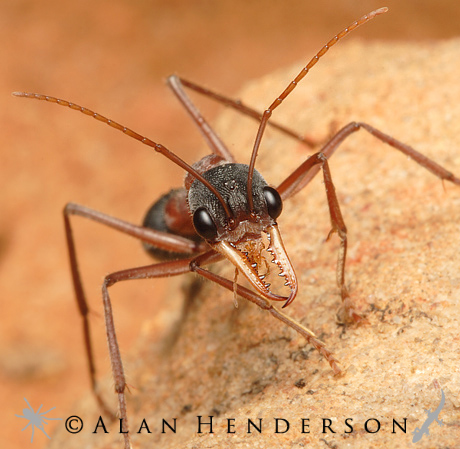 bull ant