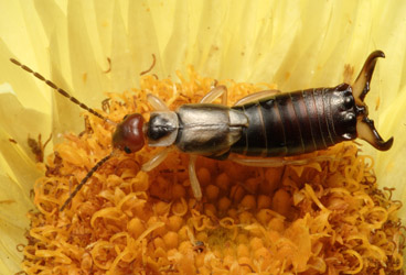 european-earwig