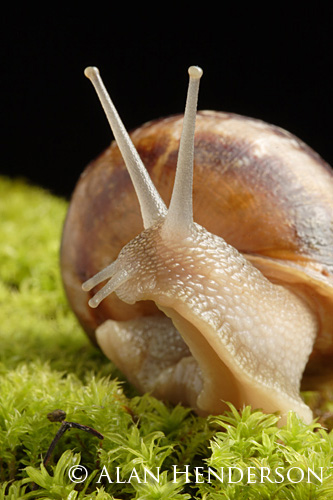 australian-garden-snail-2