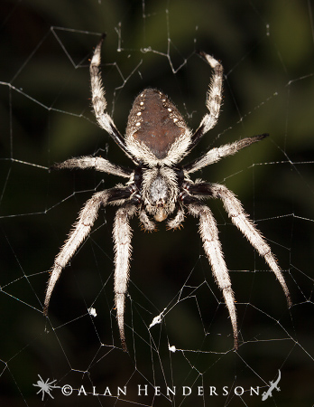 grey-garden-orb-weaver