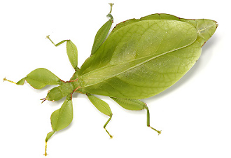 leaf insect phyllium monteithi vsmall