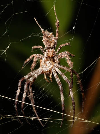 JUMPING SPIDERS!! How SMART Are They REALLY??? 