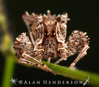 portia-spider