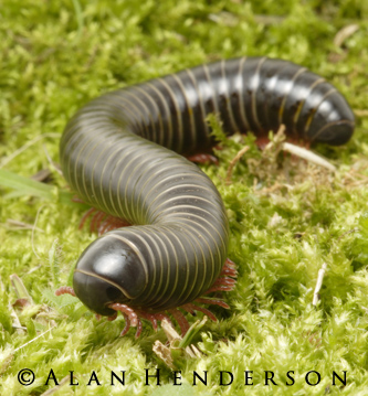 rainforest-milipede