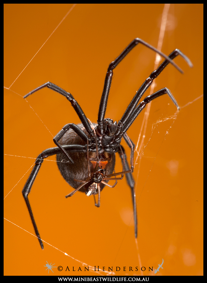 redback-spider