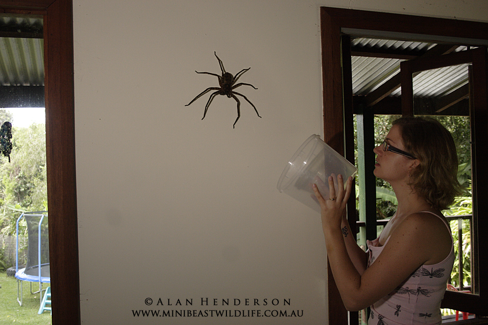 giant spider australia