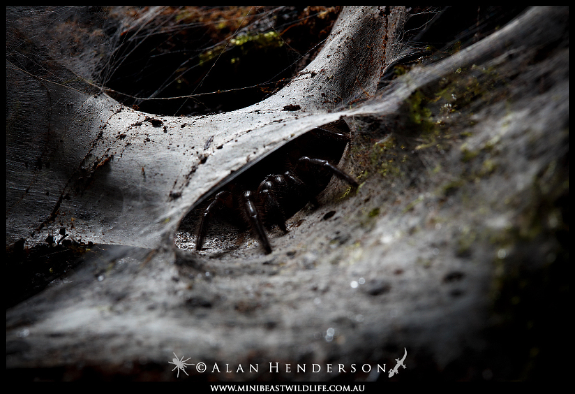 Funnel-web-spider