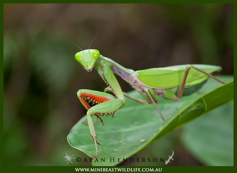 Australian Praying Mantises Minibeast Wildlife