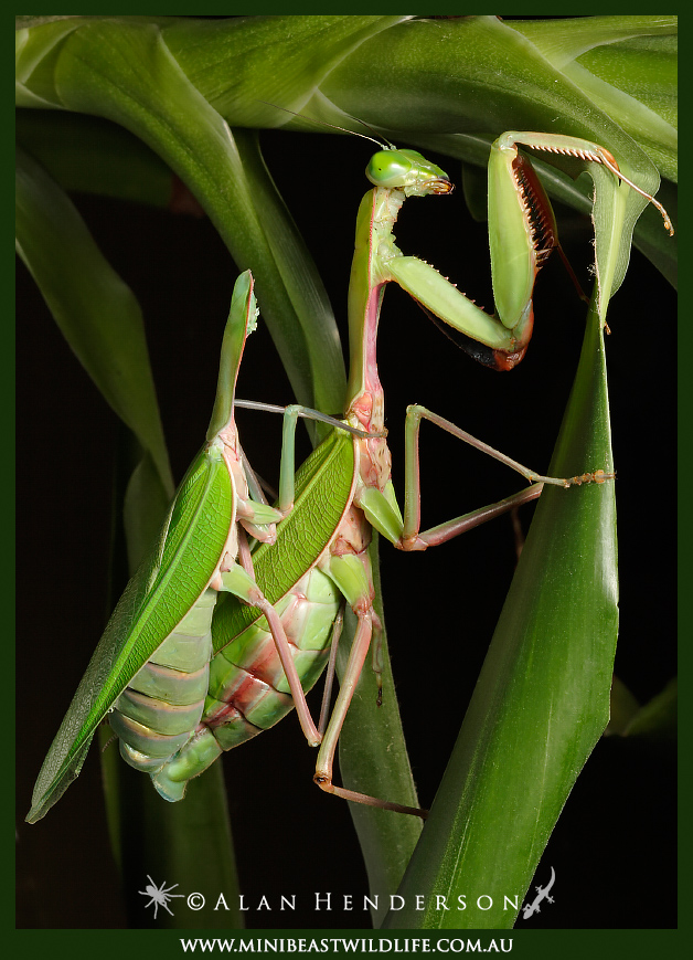 Australian Praying Mantises - Minibeast Wildlife