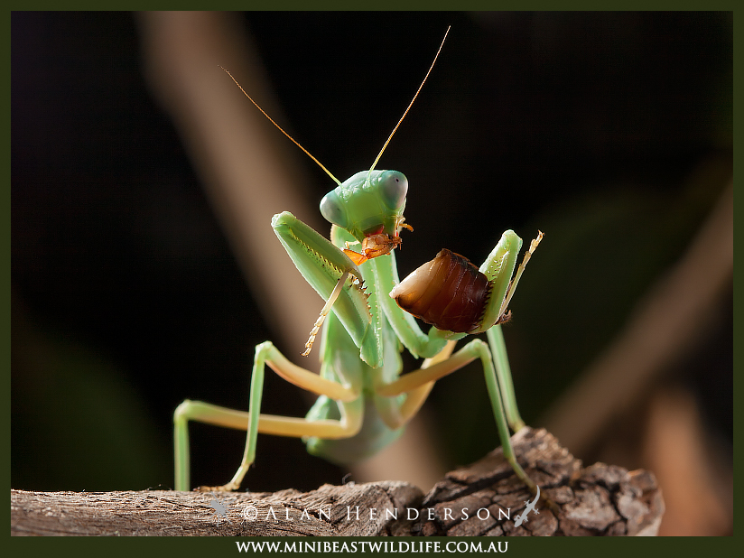 Green-Mallee-Mantis